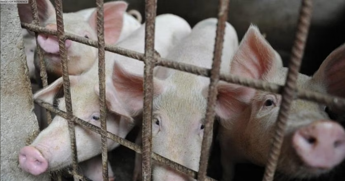 5 pigs test positive for African Swine Fever in MP' Katni